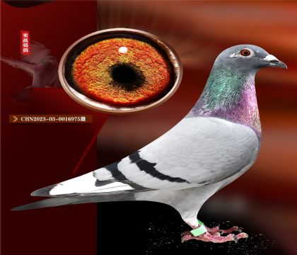 ǲ.úXض006塱