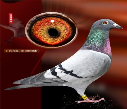 СӶؽס