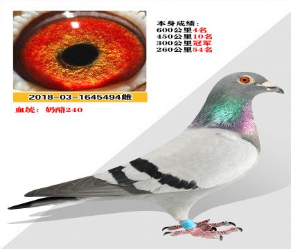 240  300ھ6004