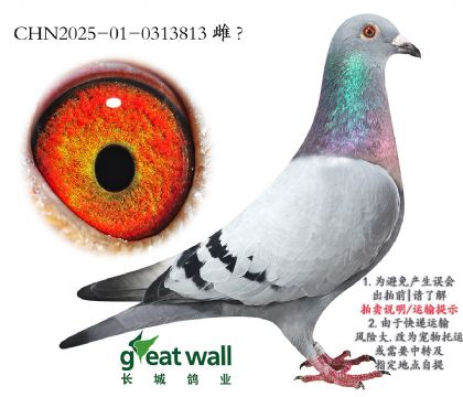 13.ʱ911Ѫ.0313813