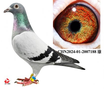 240x698