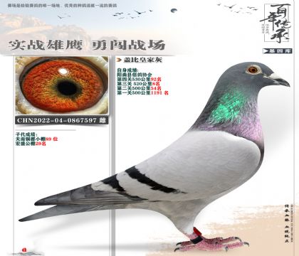 多关赛8名盖比597