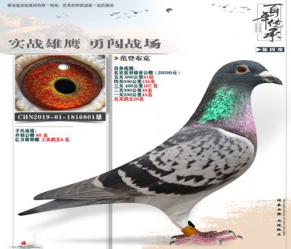 2万公棚鸽王20名范登布克81