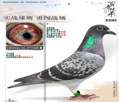 王玉爽送榆林公棚精英569