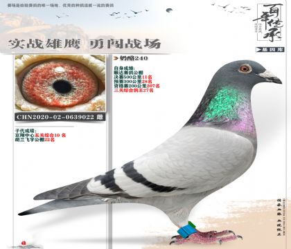 顺达公棚鸽王27名奶酪022