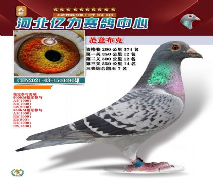 公棚综合鸽王7名凡登布克490