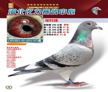 公棚鸽王13名保时捷374