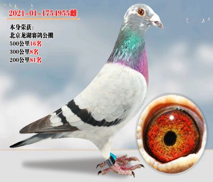 50016   عظλ