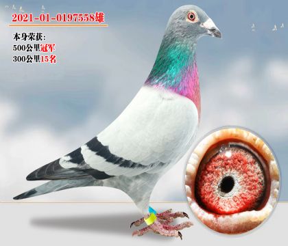 ǿƼ500ھ Ӵ