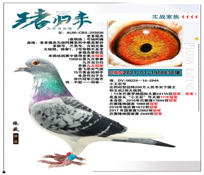 北京金城种鸽舍“老多福杰”夜明珠号杨阿腾