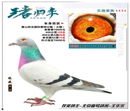北京壹号鸽舍-王乐乐 选送唐山阳光国际公棚