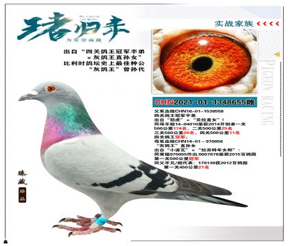 北京长城鸽业作育 “四关鸽王冠军半弟X灰鸽王直孙女”