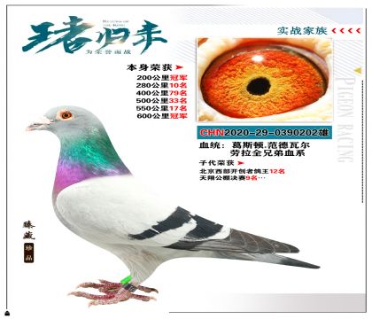 葛斯顿.范德瓦尔“劳拉”血系 本身600公里冠军