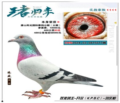 开尔鸽业-刘庆柏 选送唐山阳光国际赛鸽公棚