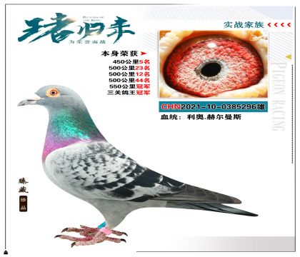 利奥.赫尔曼斯 本身荣获三关鸽王冠军