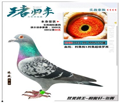 利奥轩-张晖选送长阳国际赛鸽 480公里60名