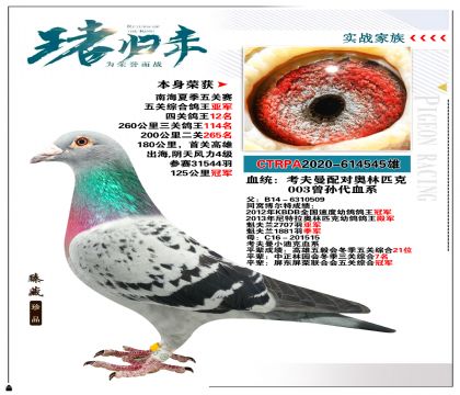 台湾大豪专业竞翔”考夫曼配对奥林匹克003“