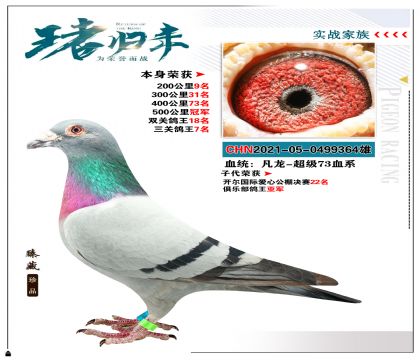 血统:”凡龙-超级73血系“ 本身500公里冠军