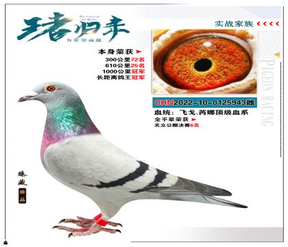 血统:”飞戈..芮娜顶级血系“ 本身成绩1000公里冠军