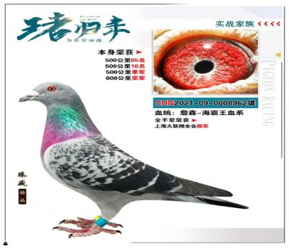 詹森-海霸王血系 本身成绩600公里亚军