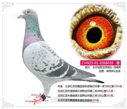 北京红吉利赛鸽俱乐部三关综合301名 雄