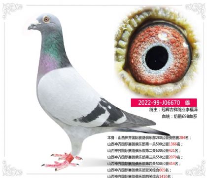 山西神齐国际赛鸽俱乐部第四关500公里414名 雄