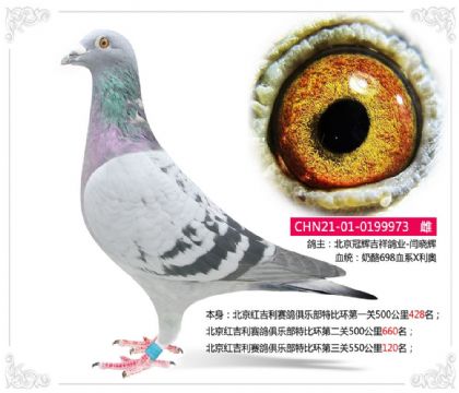 北京红吉利赛鸽俱乐部特比环第三关550公里120名