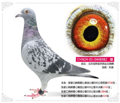 张家口晓辉爱心赛鸽公棚531公里加站赛426名 雌