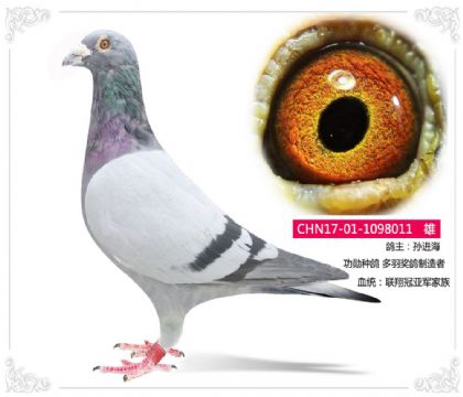 孙进海---联翔冠亚军家族--功勋种雄011 雄