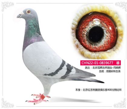 北京红吉利赛鸽俱乐部400元特比环677 雄