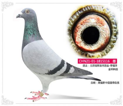 北京冠辉吉祥鸽业-金环种鸽116 雌