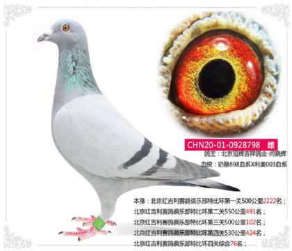 北京红吉利赛鸽俱乐部特比环四关综合76名 雌