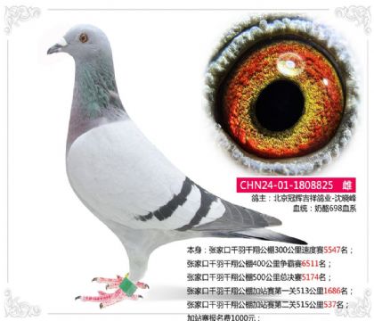 张家口千羽千翔公棚加站赛第二关515公里537名 雌