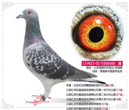 北京红吉利赛鸽俱乐部三关综合105名 雌
