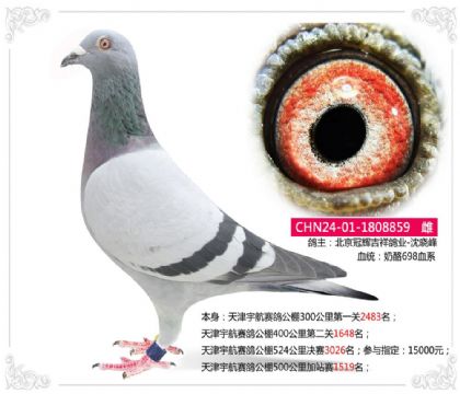 天津宇航赛鸽公棚500公里加站赛1519名 雌