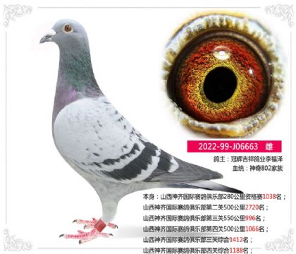 山西神齐国际赛鸽俱乐部四关综合1188名 雌