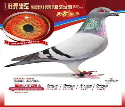 张家口晓辉爱心赛鸽公棚双关鸽王12名 雄