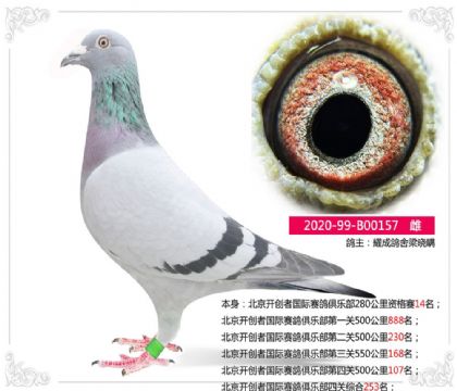 北京开创者国际赛鸽俱乐部四关综合253名 雌