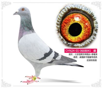 北京冠辉吉祥鸽业-中国皇帝家族841 雌