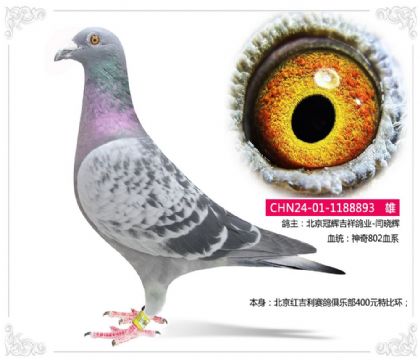 北京红吉利赛鸽俱乐部400元特比环893 雄
