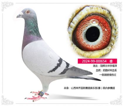 山西神齐国际赛鸽俱乐部(春)院内参赛鸽654 雄