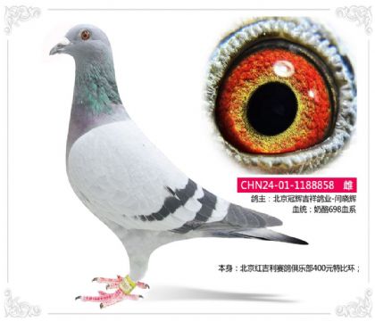 北京红吉利赛鸽俱乐部400元特比环858 雌