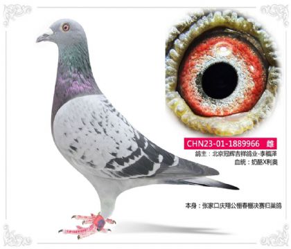 张家口庆翔公棚春棚决赛归巢鸽966 雌