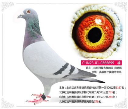北京红吉利赛鸽俱乐部三关综合276名 雄