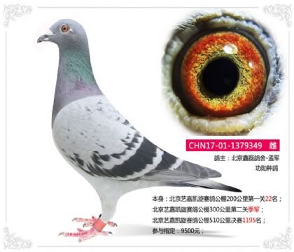 北京艺嘉凯旋赛鸽公棚300公里第二关季军 雌