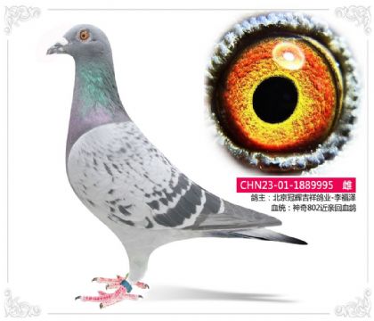 北京冠辉吉祥鸽业-詹尼斯802近亲回血995 雌