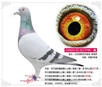 开尔国际赛鸽爱心公棚(春棚)518公里加站赛194名 雌