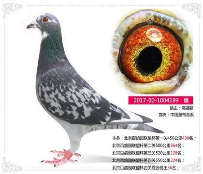 高福新---北京百鸽园联盟杯四关综合鸽王36名 雌