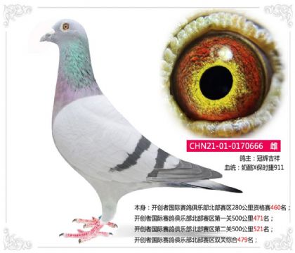 开创者国际赛鸽俱乐部北部赛区双关综合479名 雌