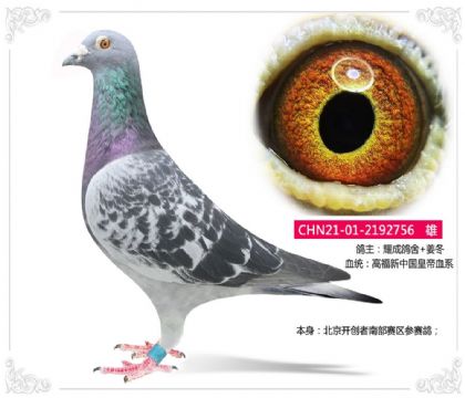 耀成鸽舍---北京开创者南部赛区参赛鸽756 雄